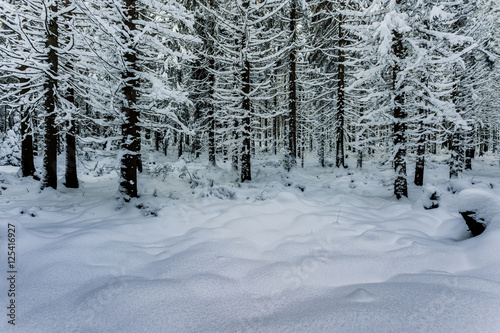 forest in winter, branches covered in snow, clearing