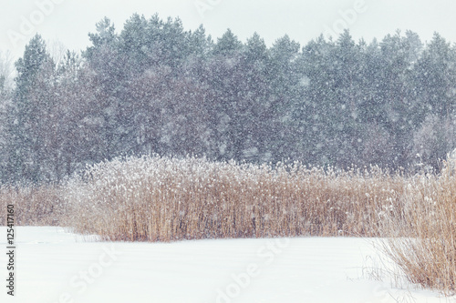 Wallpaper Mural Winter, winter forest, snow, blizzard, winter day, trees in the snow , reeds in the snow Torontodigital.ca