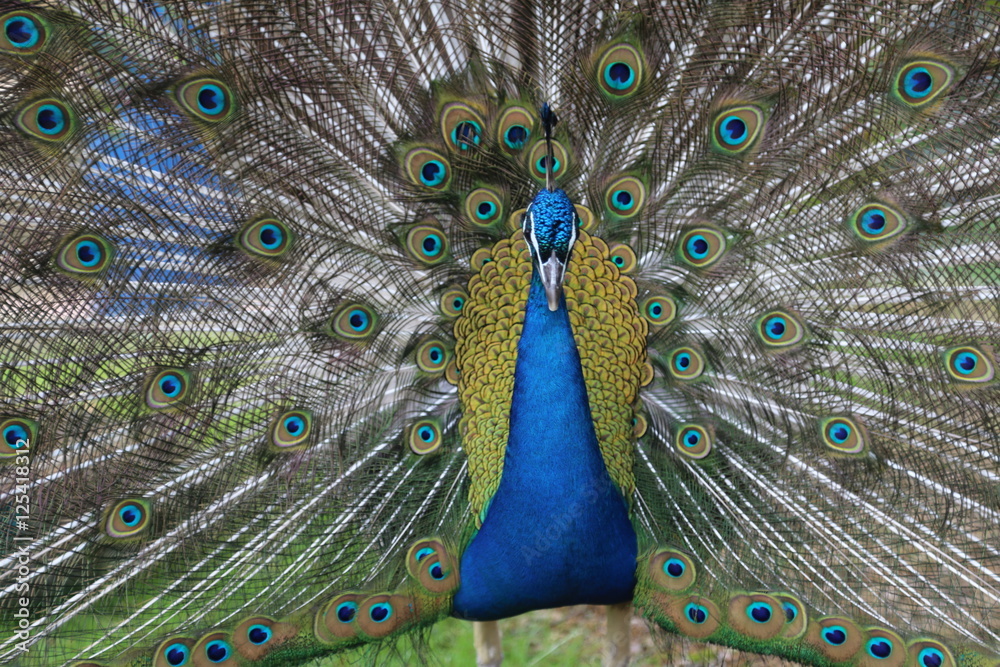 Obraz premium Indian Kujak