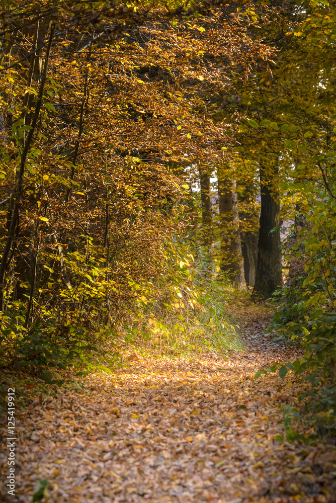 Obraz premium Trail through the woods in autumn