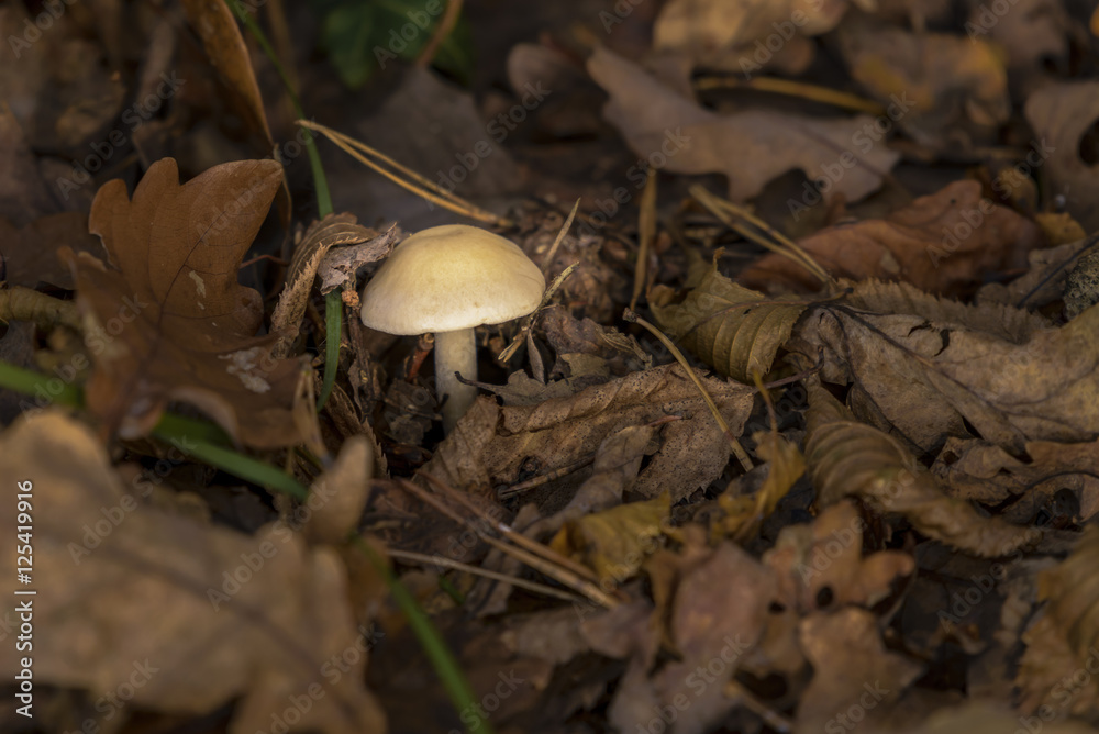 Mushroom in autumn foliage Mushroom in autumn foliage