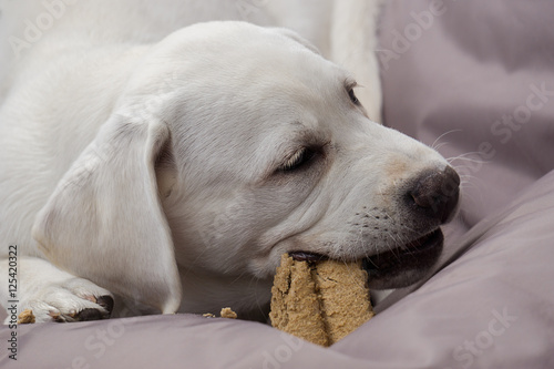 Fototapeta Naklejka Na Ścianę i Meble -  Junger Labrador retriever Hund frisst einen Hundekeks