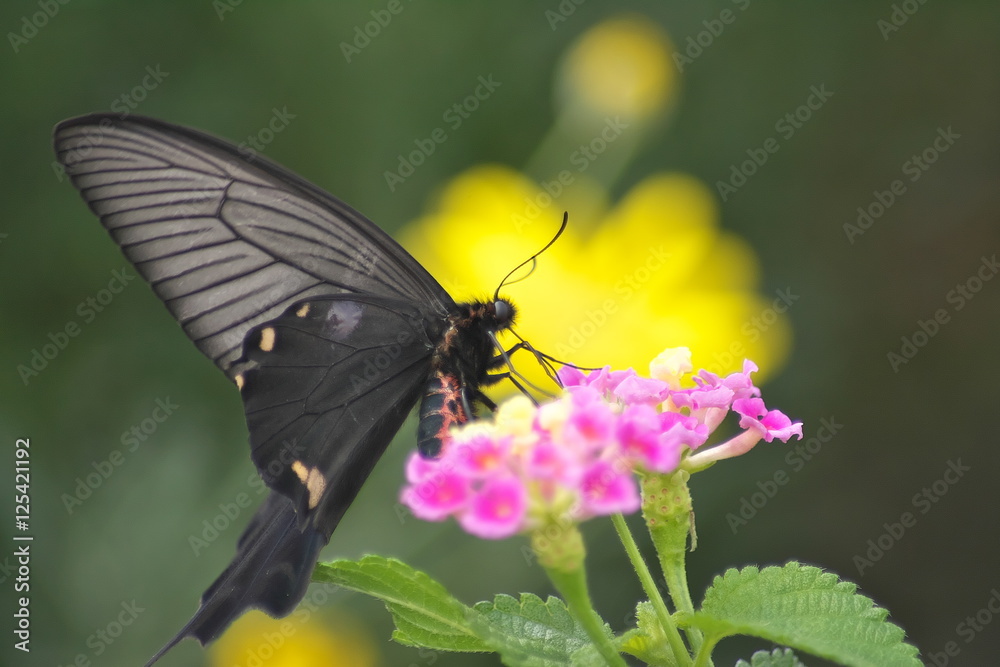 Obraz premium ランタナ