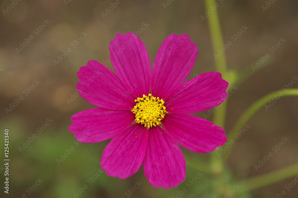 Obraz premium コスモス