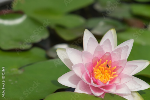PInk lotus flower