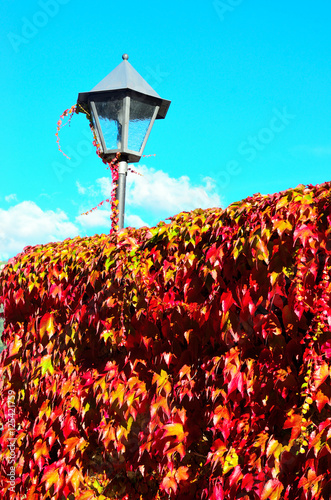 autumn Gudon South Tyrol, Italy photo