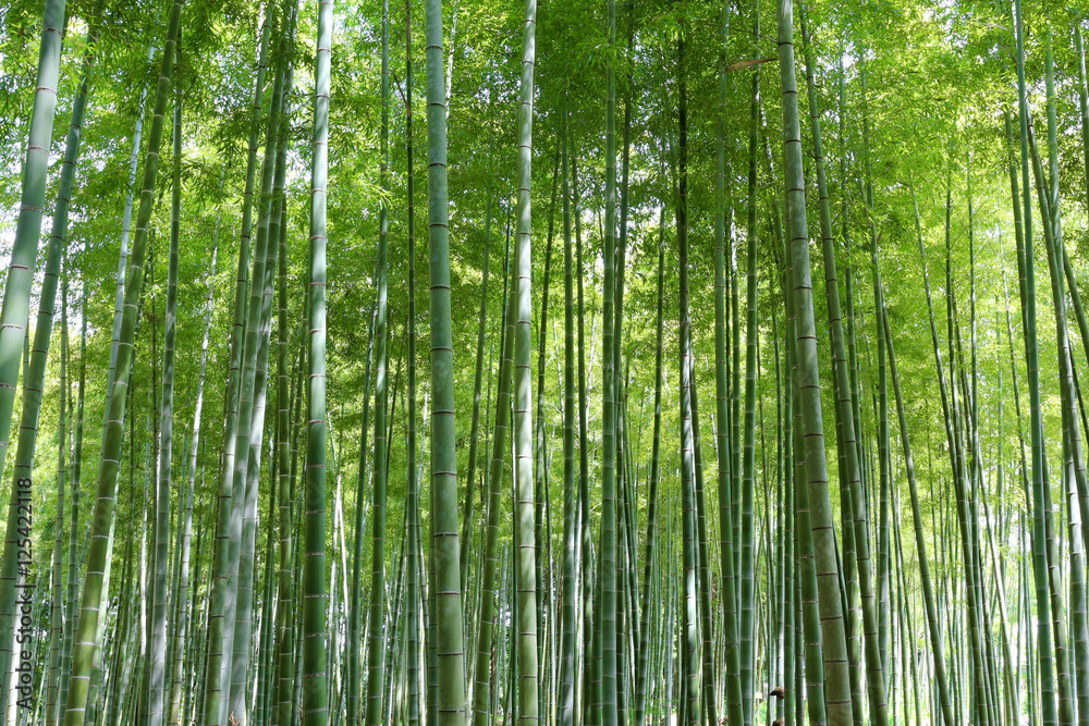 Fototapeta premium 竹林