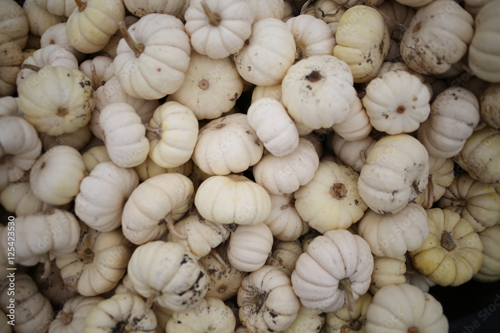 Pile of Miniature White Pumpkins Pile of Miniature White Pumpkins