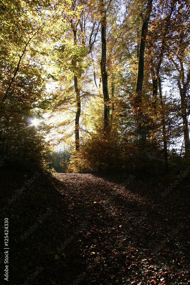 Fototapeta premium Herbsttag im Wald