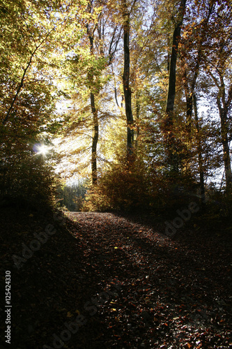 Herbsttag im Wald