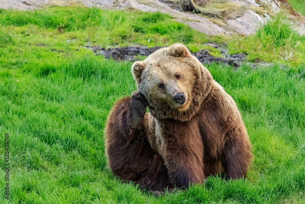 Obraz premium Brown bear