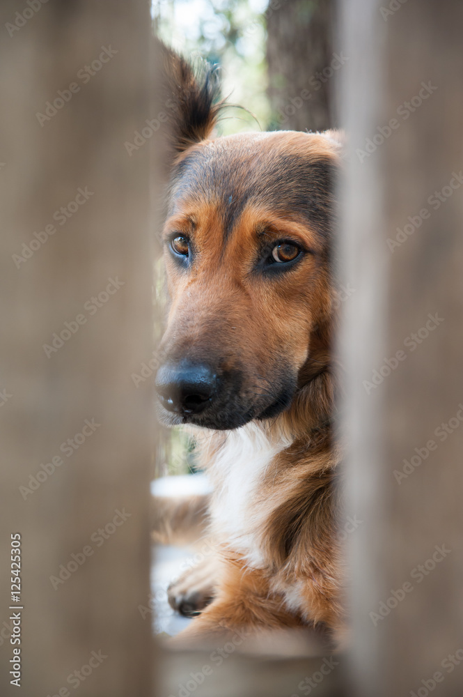 Inside a dog refuge