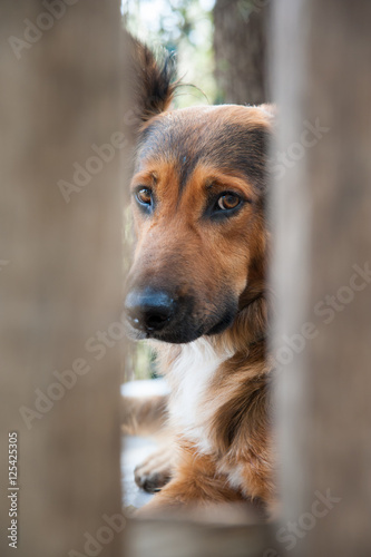 Obraz na płótnie Inside a dog refuge w salonie