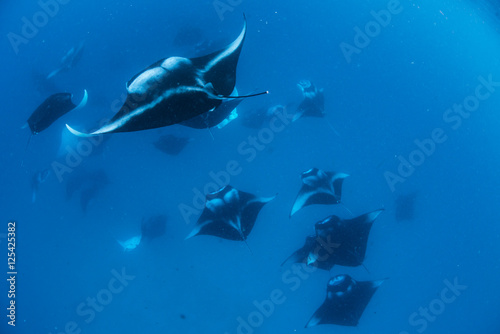 Εκτύπωση καμβά Manta Rays in Hanifaru bay