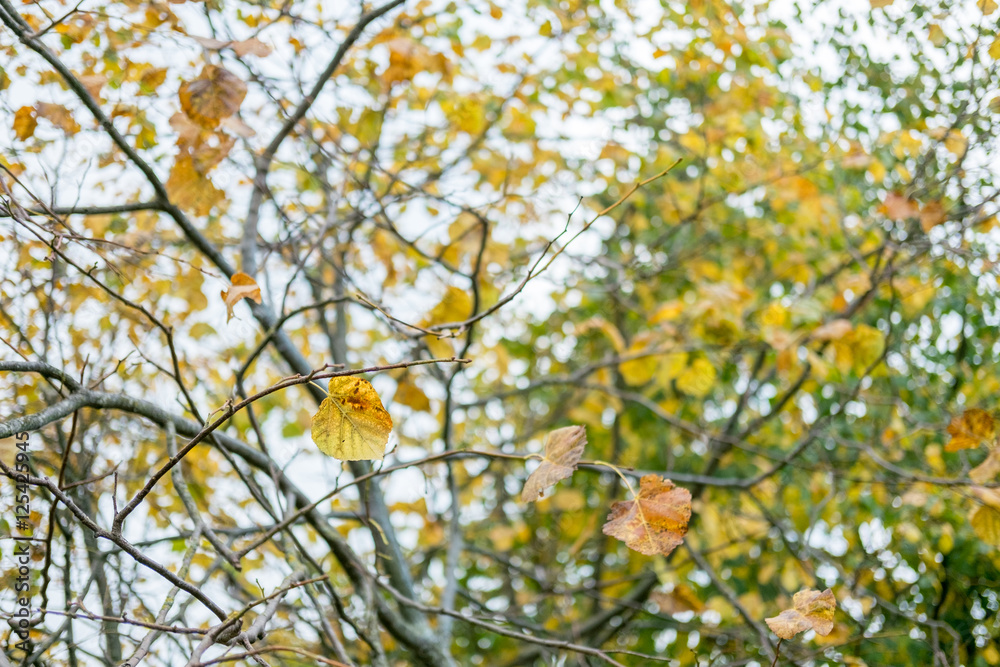 Leaves on tree, turning to yellow. Spring, Autumn. Leaves on tree, turning to yellow. Spring, Autumn.