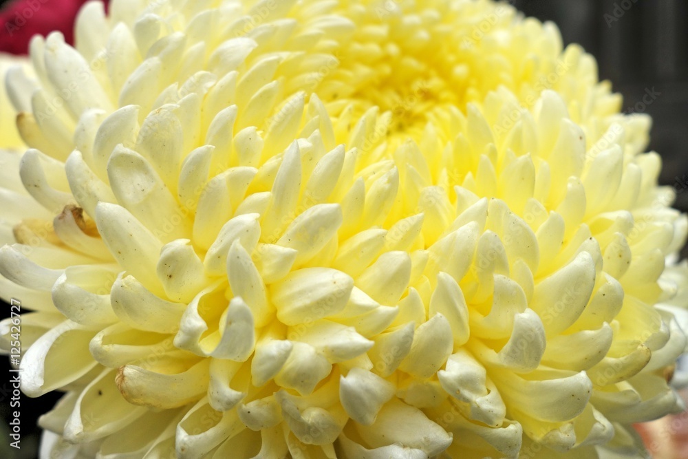 Close up flowers background. Amazing view of yellow tulip flowers and green grass landscape at sunny summer or spring day. yellow tulip flower Tulip flower. Colorful tulips flower. Close up flowers background. Amazing view of yellow tulip flowers and green grass landscape at sunny summer or spring day. yellow tulip flower Tulip flower. Colorful tulips flower.