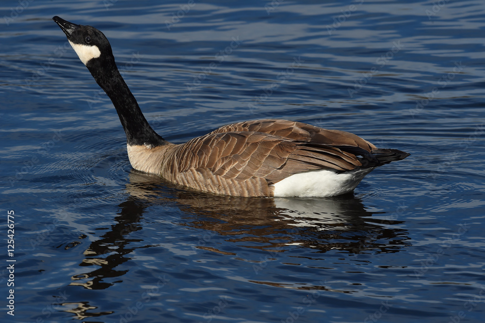 Fototapeta premium Canada Goose resting during migration on pond in California
