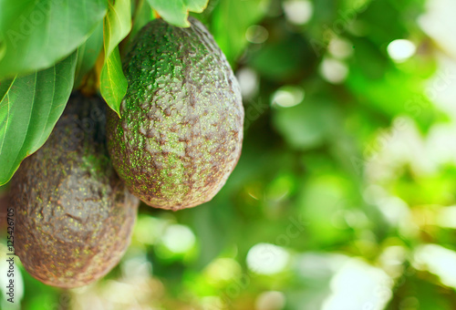 Avocado fruit on the tree