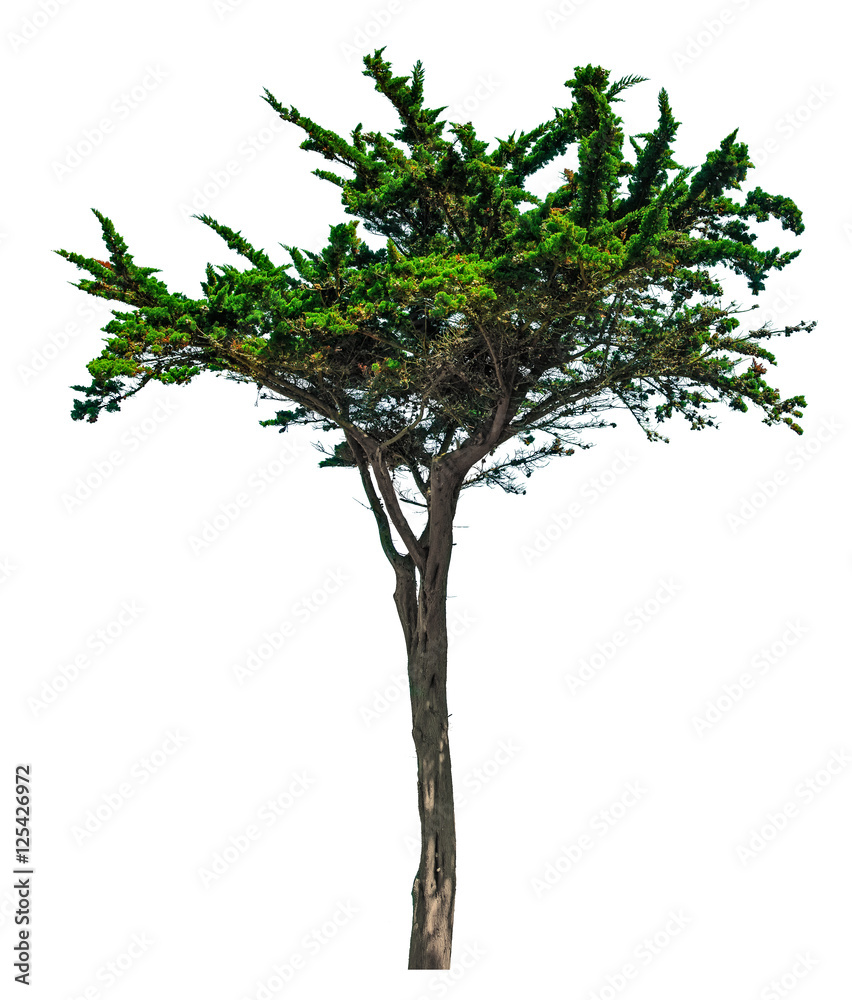 Pine tree isolated on white background. Brittany, France