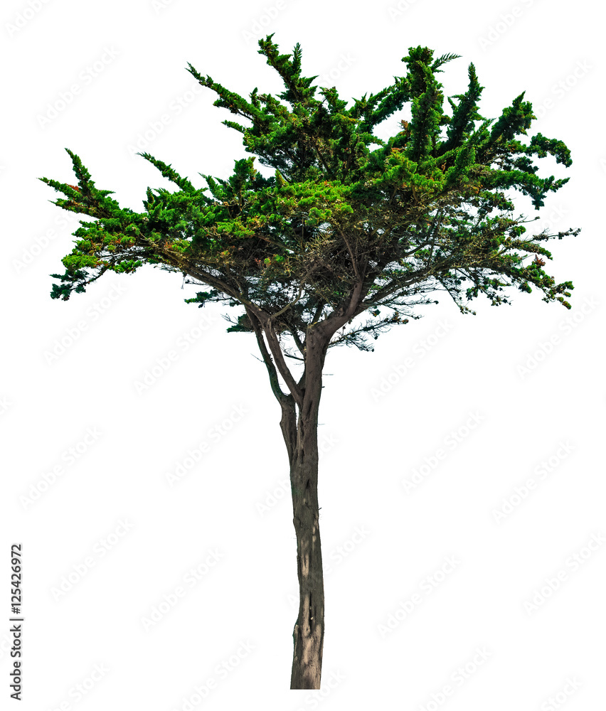Pine tree isolated on white background. Brittany, France Pine tree isolated on white background. Brittany, France