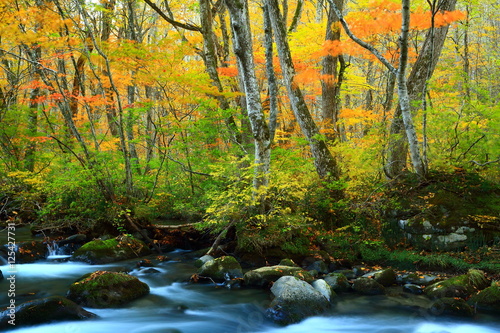 紅葉の奥入瀬渓流 © yspbqh14