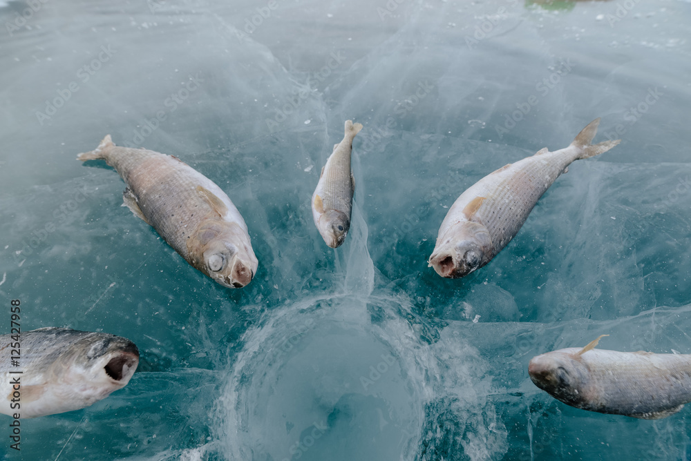 Fototapeta premium Winter fishing on the lake.