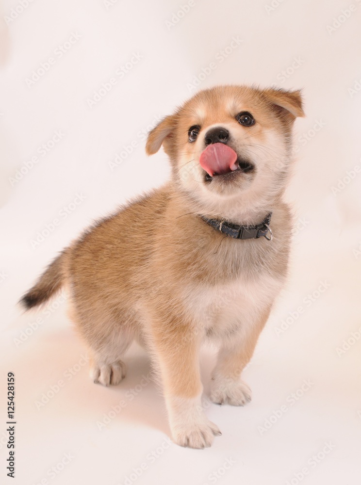 Obraz premium 舌を出した子犬