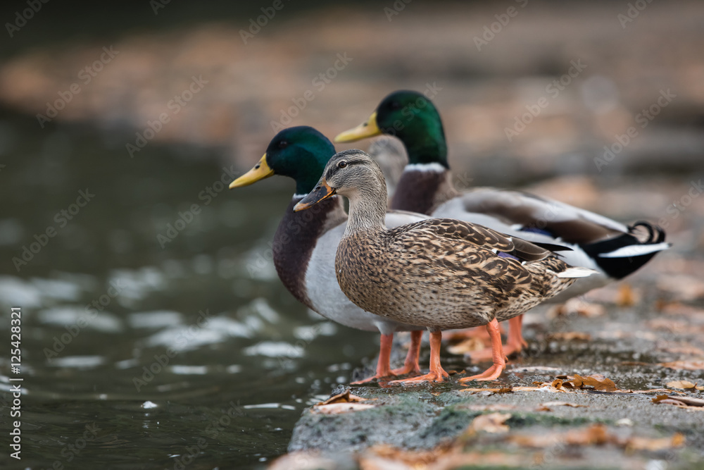 Mallard, Duck, Ducks, Anas platyrhynchos Mallard, Duck, Ducks, Anas platyrhynchos