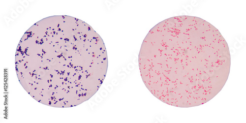 bacteria  cells on white background.