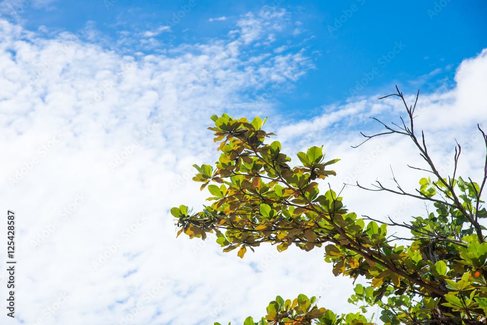 Obraz premium blue sky with cloud closeup
