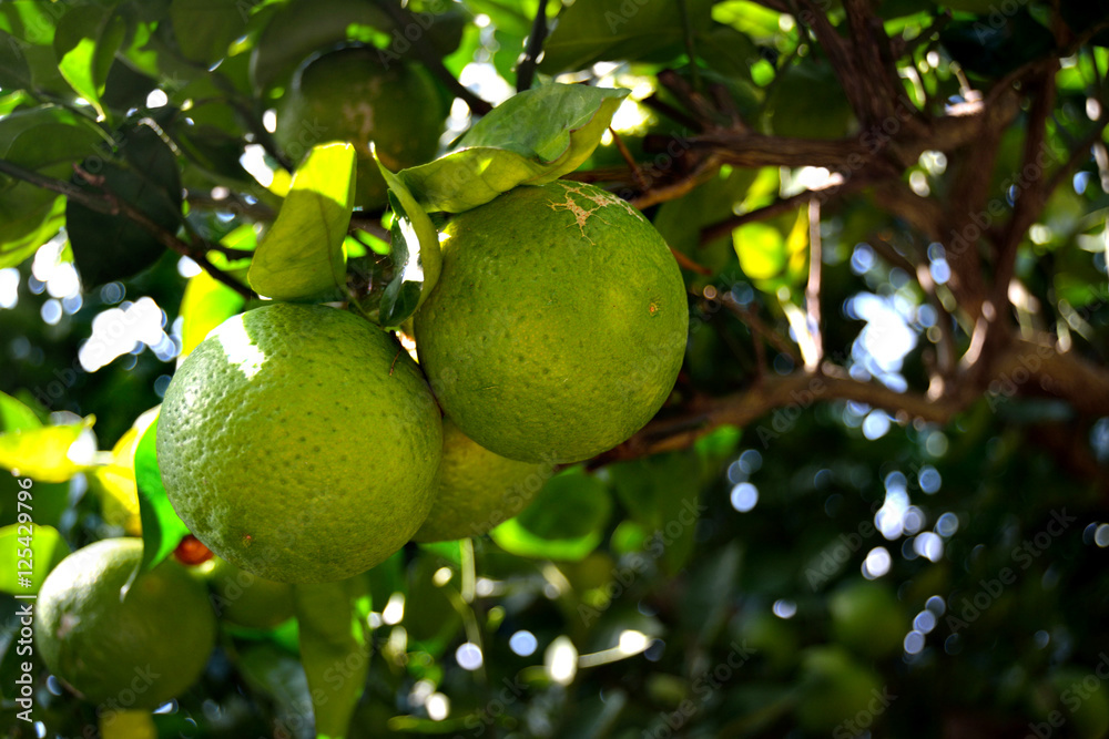 Trees bear a type of Japanese citrus fruit in Fukuoka city, JAPAN. It is in October. 