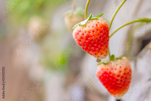 fresh ripe and unripe strawberry with green leaves on seedbed in the plantation, Selective focus with copy space and text.