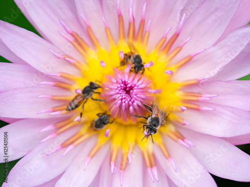 Close up lotus pollen and bee