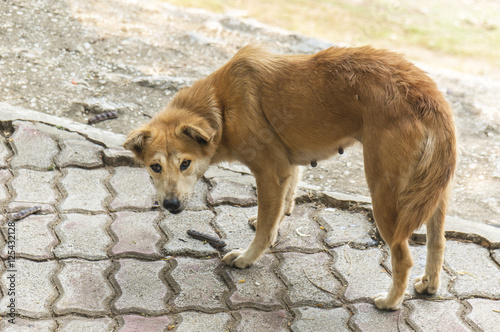 The skinny female Brown dog is hydrophobia on the way