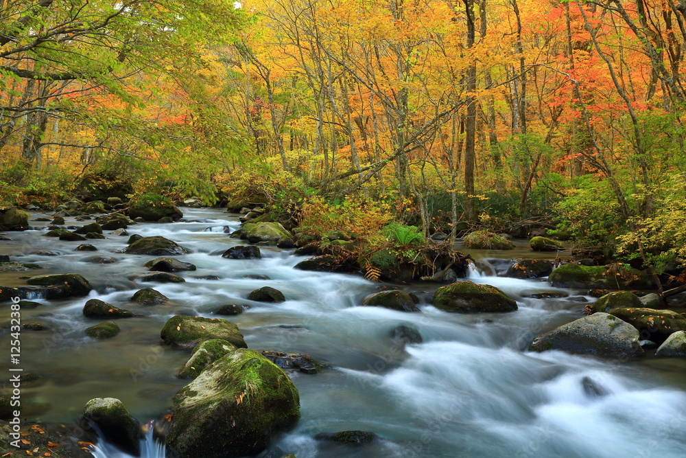 紅葉の奥入瀬渓流 紅葉の奥入瀬渓流