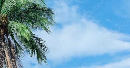 Coconut tree with beautiful sky and bright.
