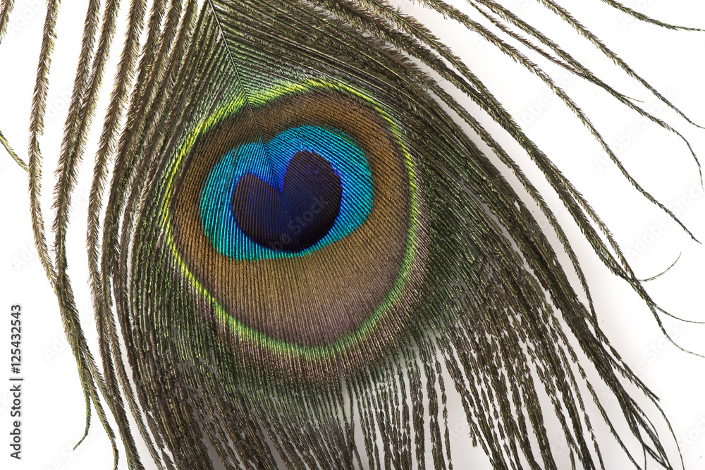 Naklejka premium Peacock Feather