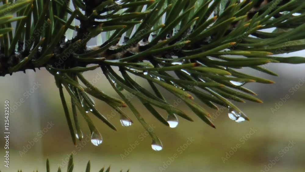 With needles of pine branches drip drops in rainy weather. Close-up.
With needles of pine branches drip drops in rainy weather. Close-up.