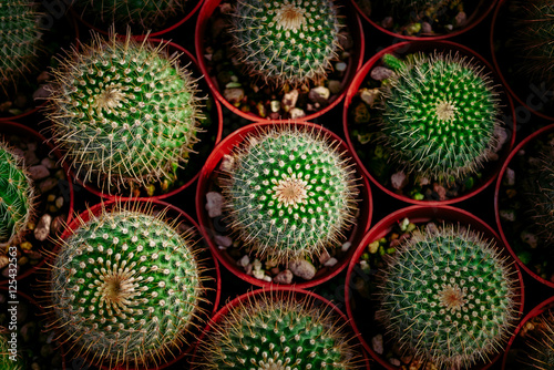Fotografie cactus in desert, cactus on rock, cactus Nature green background