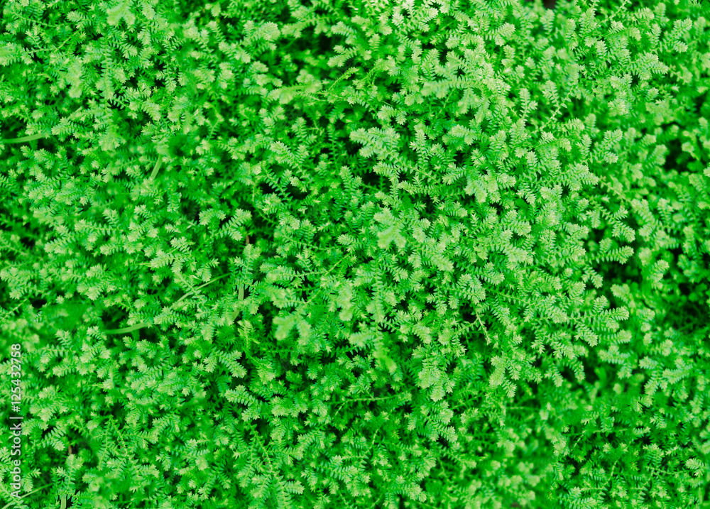 great green bush of fern in the forest. fern background, green f great green bush of fern in the forest. fern background, green f