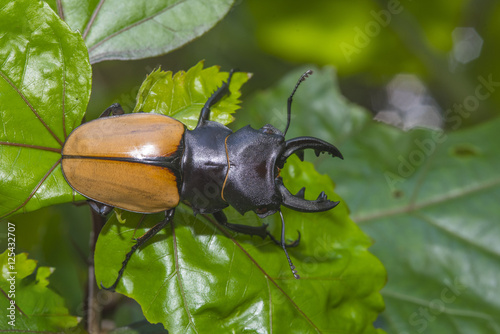Stag Beetle (Odontolabis mouhoti ) photo