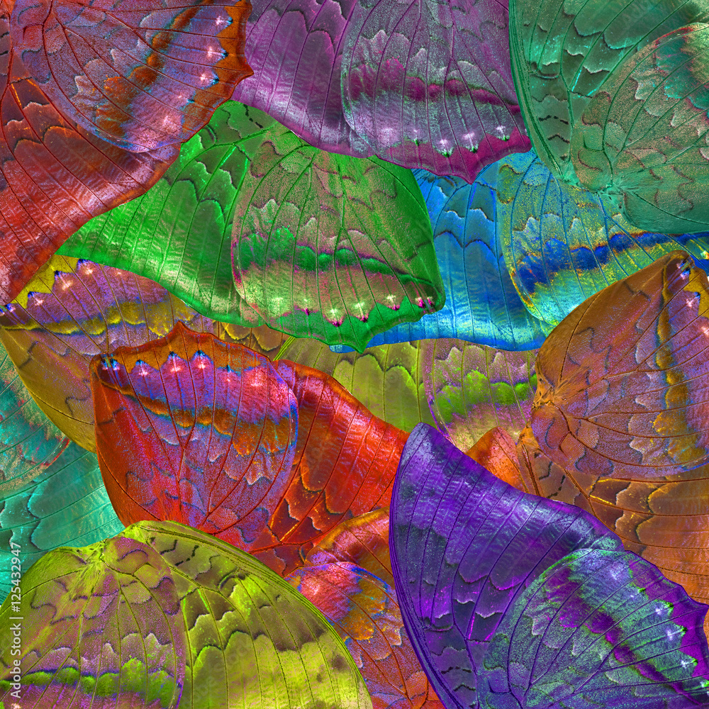 colorful background made from butterflies