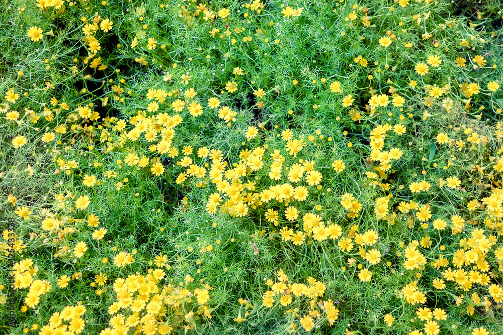 Flowers lined colorful stacked Flowers lined colorful stacked