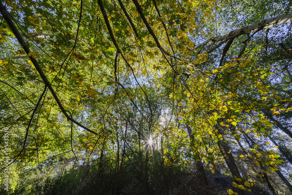 Beautiful fall color of Switzer Falls Trail