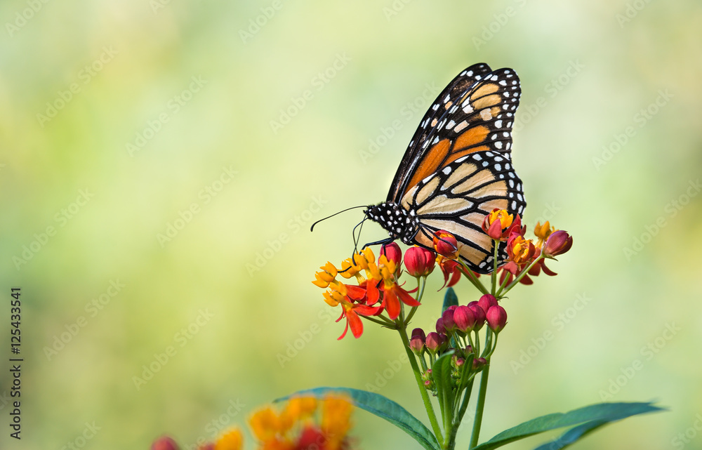 Naklejka premium Motyl monarcha (danaus plexippus) żywiący się tropikalnymi kwiatami mleczarni w jesiennym ogrodzie