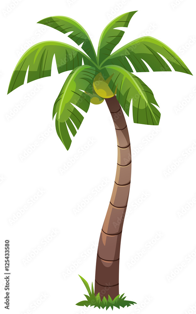 Coconut tree cartoon style
