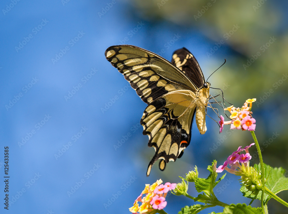 Fototapeta premium The Giant Swallowtail butterfly (Papilio cresphontes) feeding on Lantana flowers