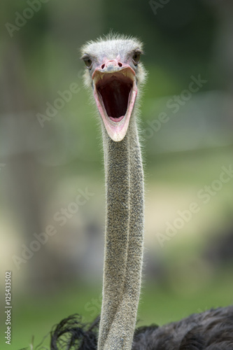 Close-up Ostrich on green grass
