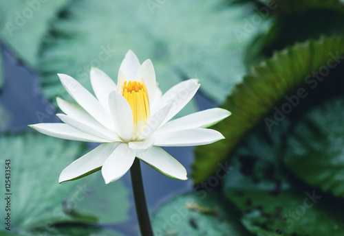 The beautiful white lotus flower or water lily reflection with t