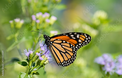 Monarch butterfly (danaus plexippus) feeding on Greggs Mistflowers in the fall garden © leekris